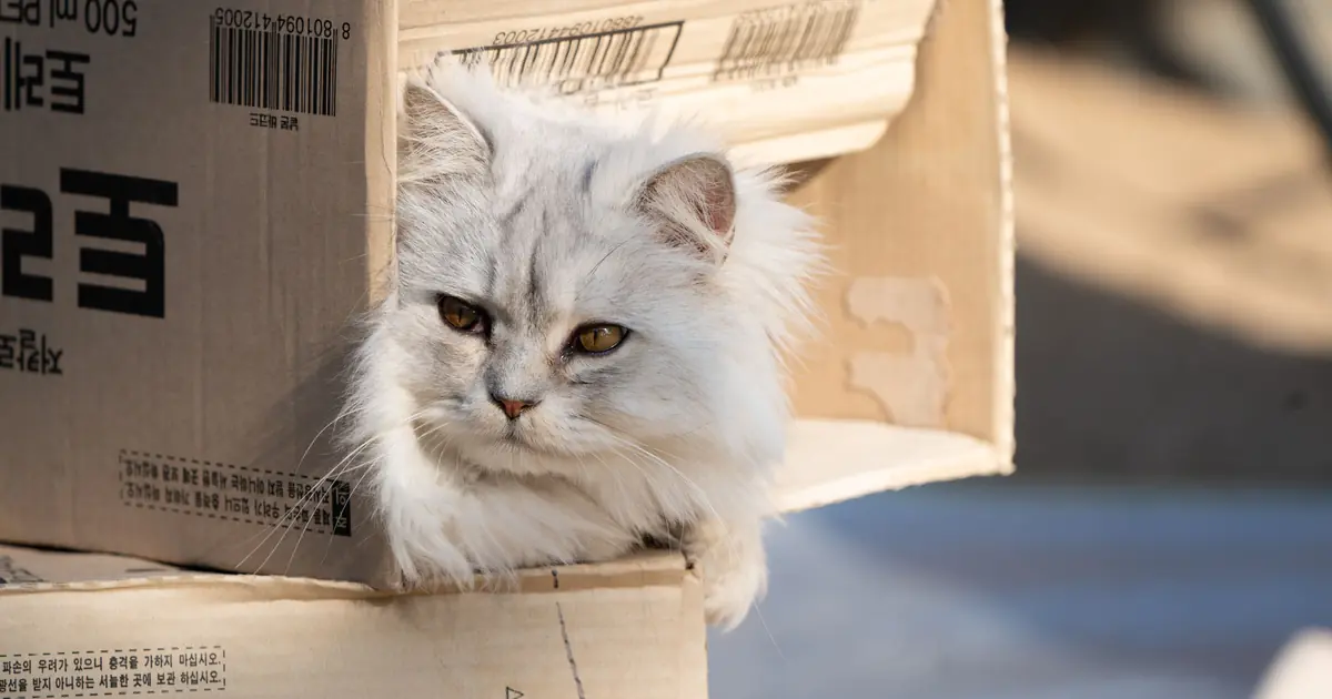 why does my cat chew cardboard