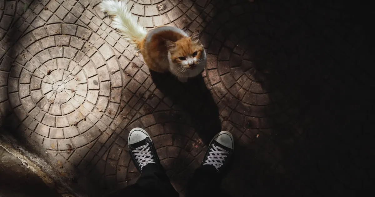 why does my cat sit on my feet