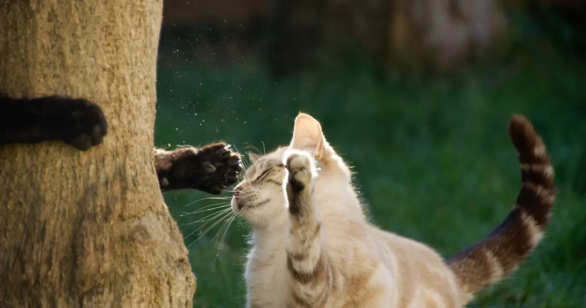 why does my cat swipe at me when i walk by