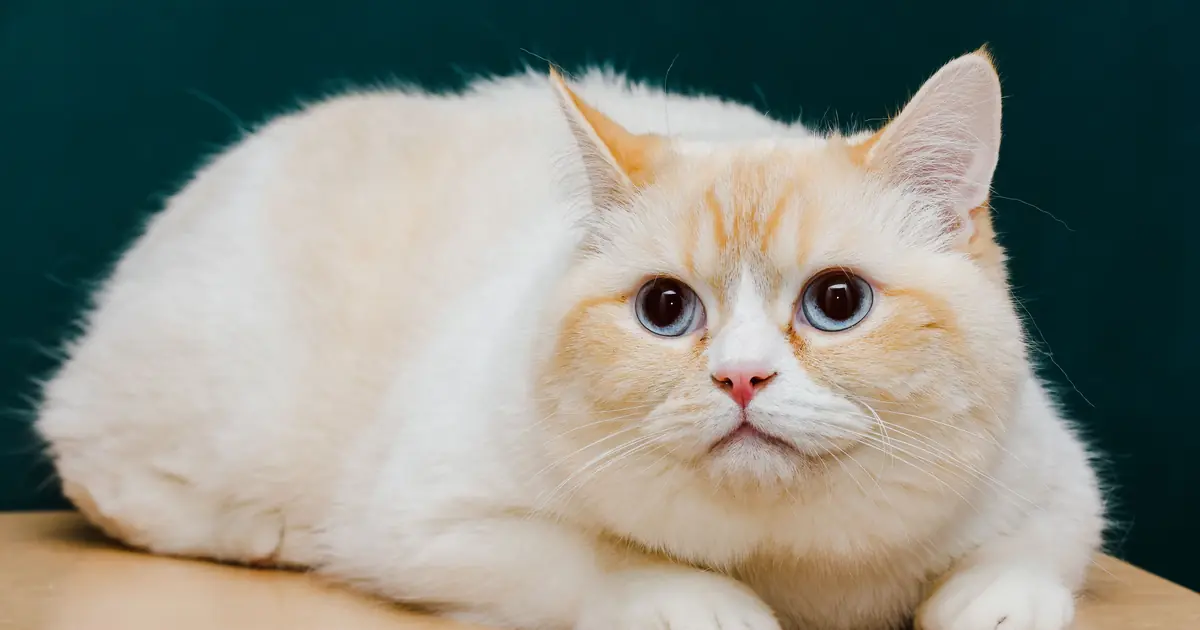 why is my cat bloated
