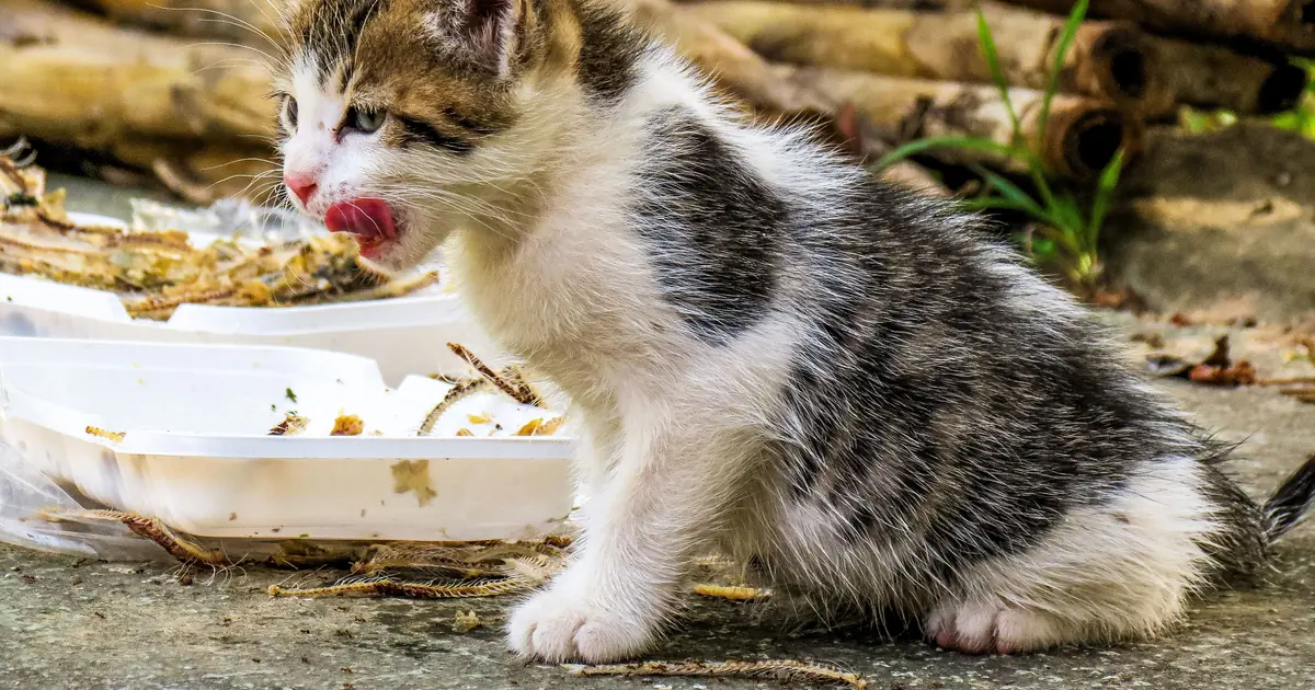 8-week-old kitten eating wet kitten food from a shallow dish