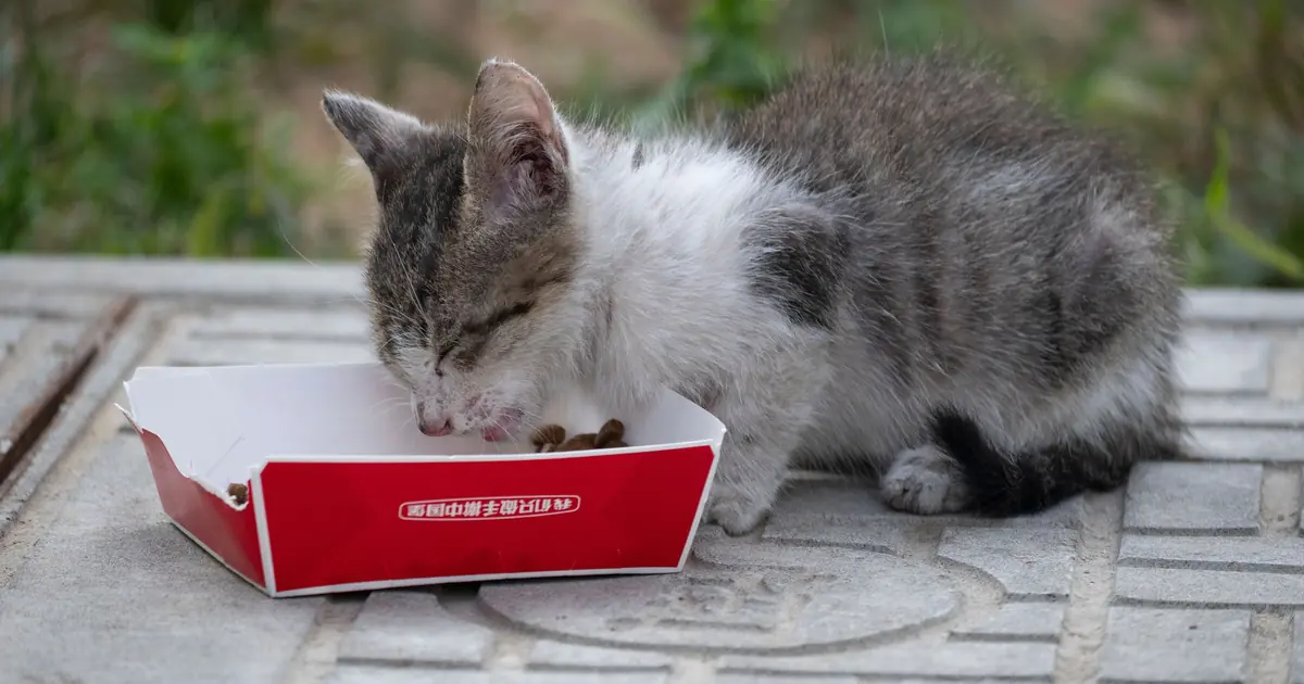 2 month old kitten food in a bowl beside a small tabby kitten