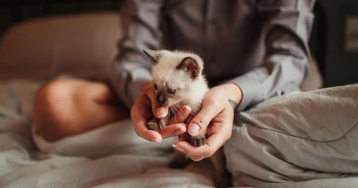 are siamese cats good pets