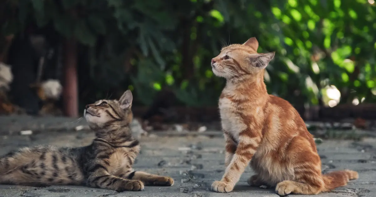 can cats kill each other