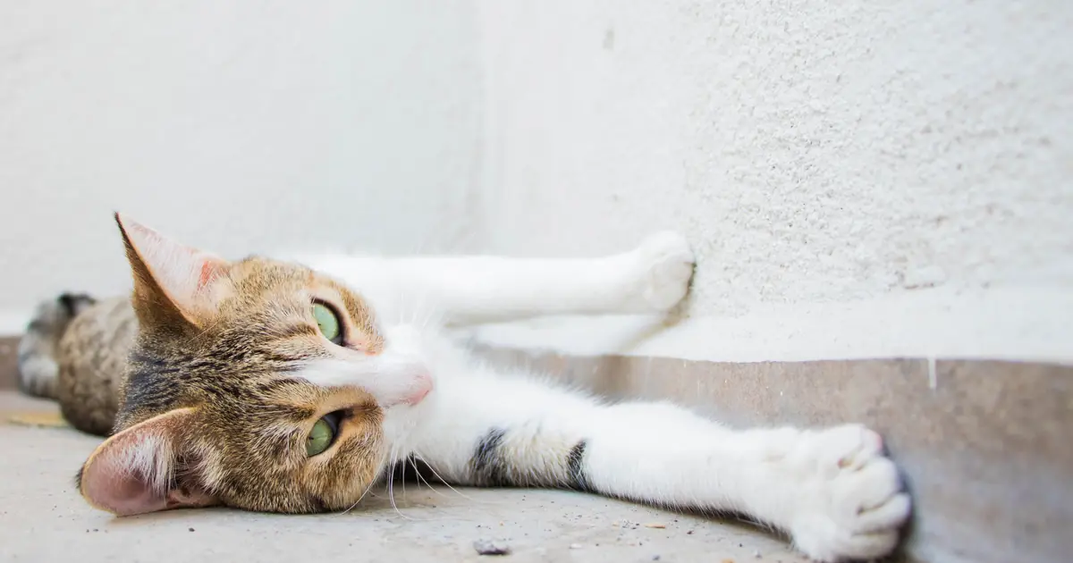 can cats legs fall asleep