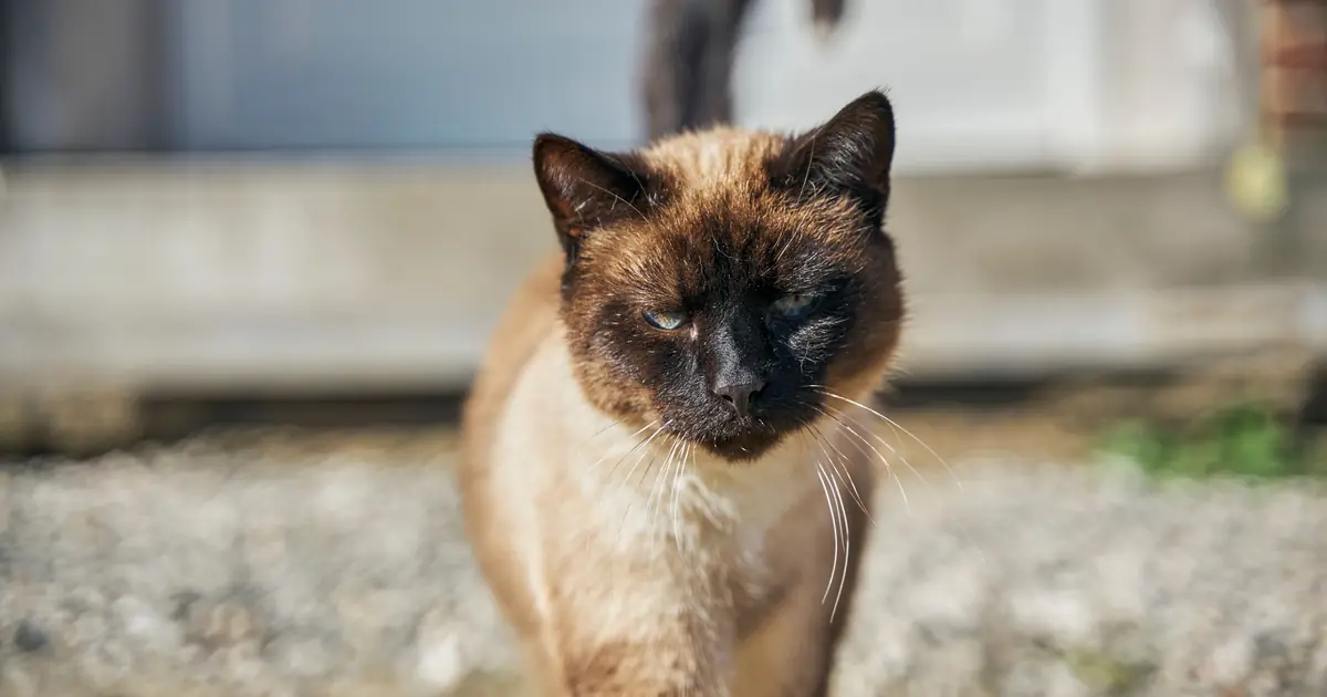 can siamese cats be black