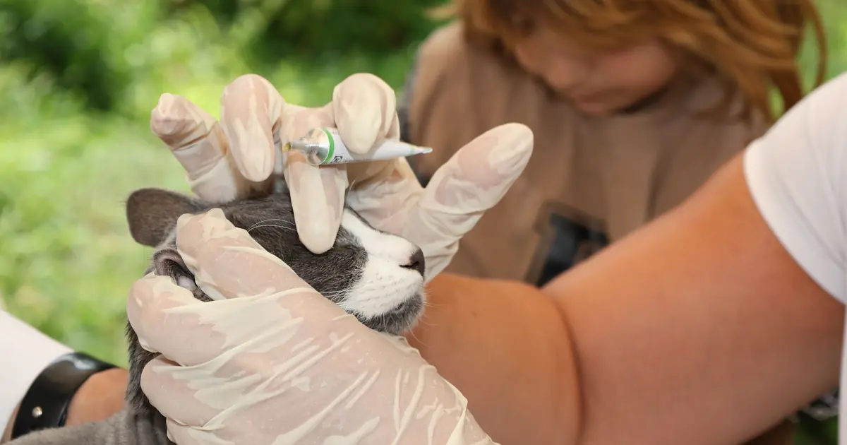 Owner applying topical parasite treatment to a cat's neck