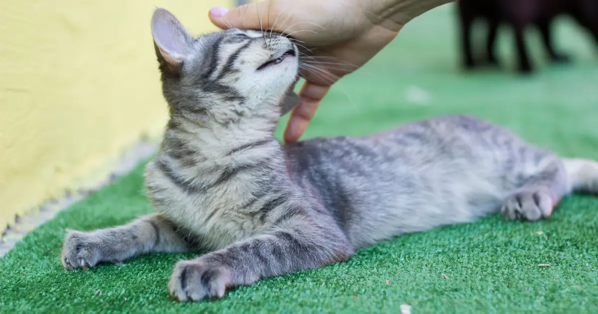 Kitten playfully scratching a person's hand, a common source of cat scratch disease