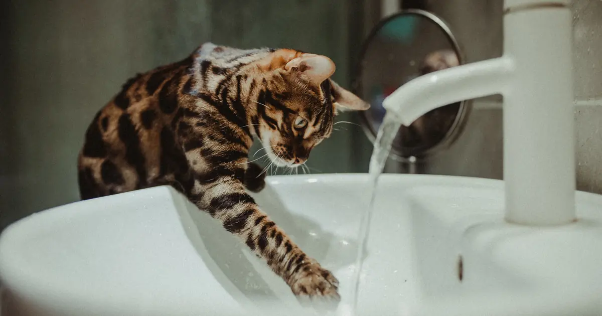 do bengal cats like water