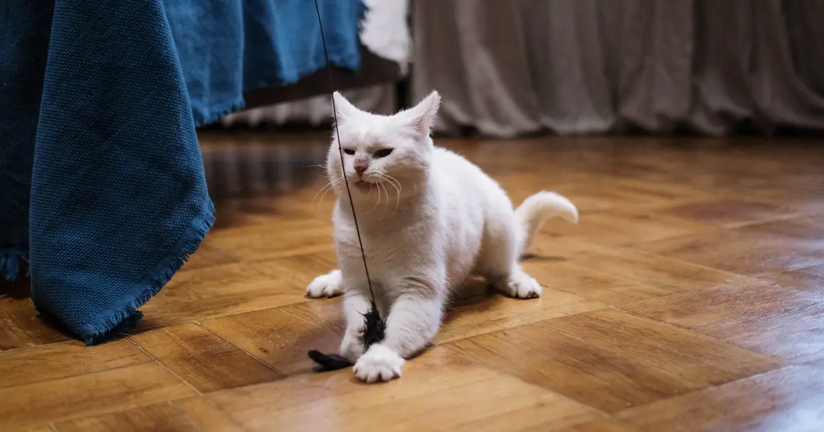 do cats need exercise