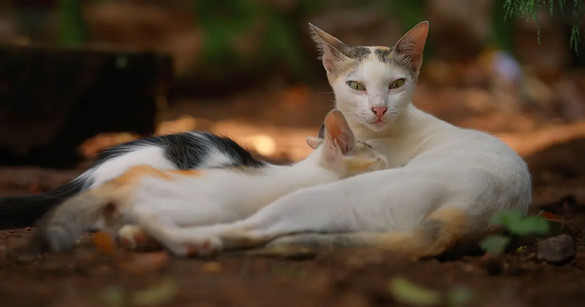 do cats remember their kittens
