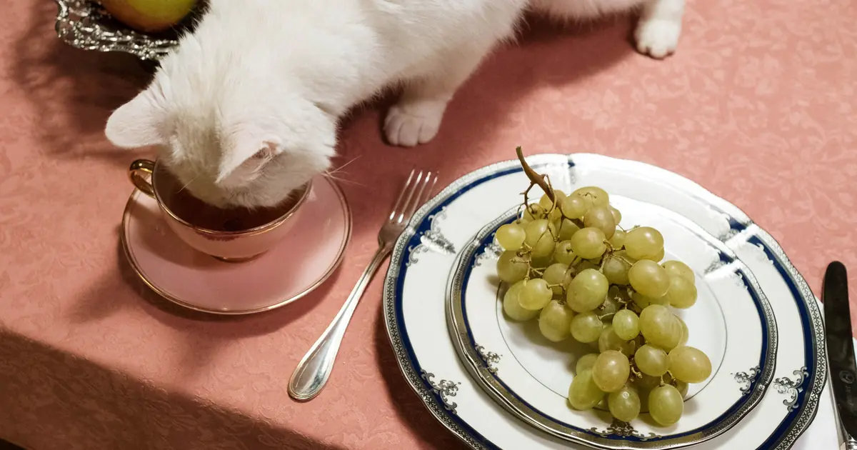 fresh cat food