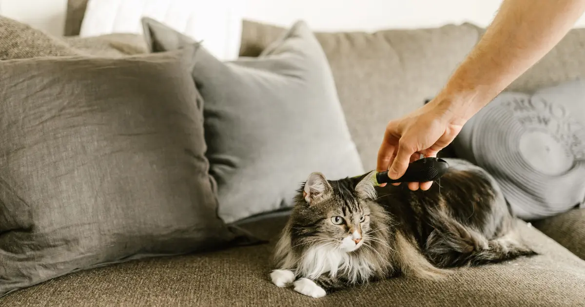 Flea comb being used on a cat to remove fleas and flea dirt