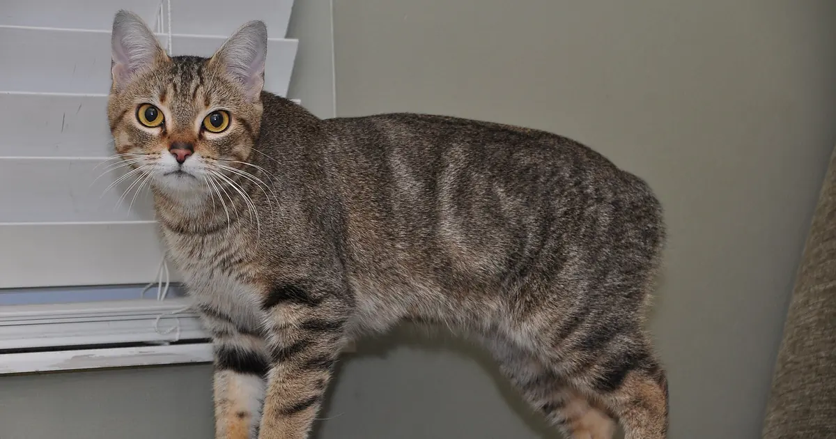 Manx cat