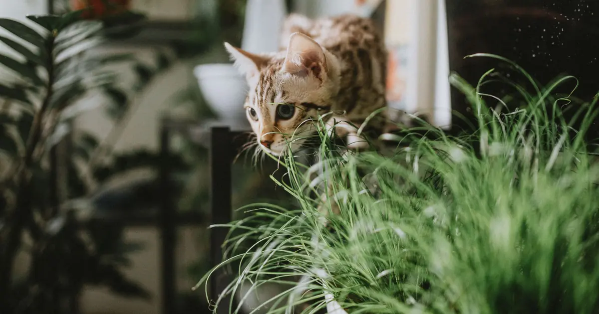 silver bengal cats
