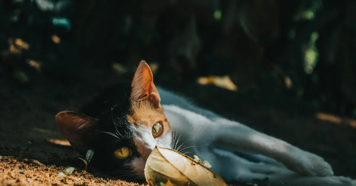 why does my cat feel hot