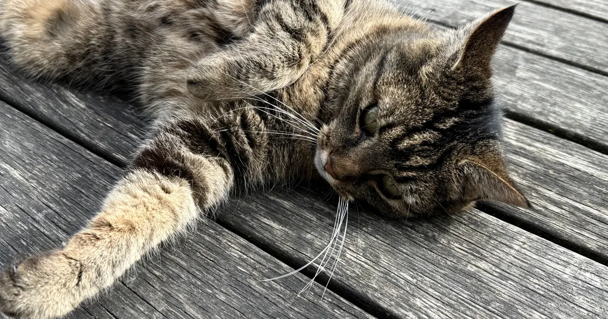 why is my cat so lazy