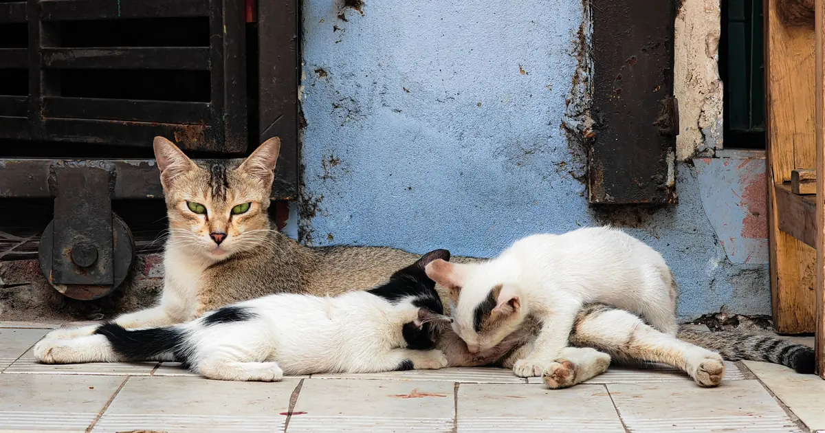 will male cats kill kittens