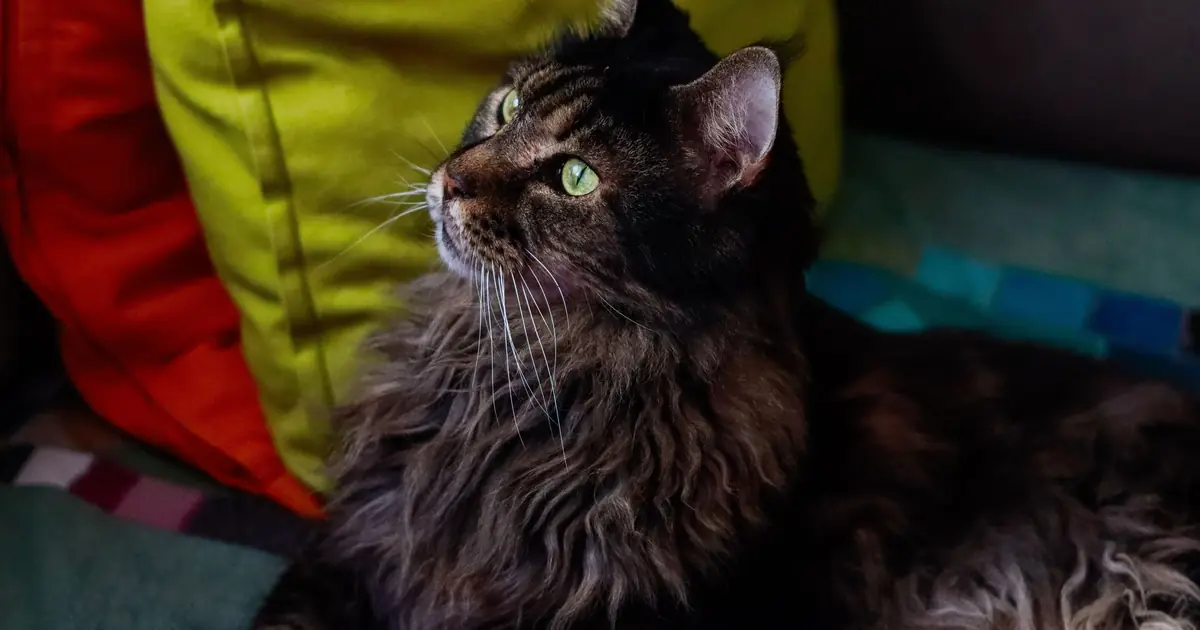 world record largest Maine Coon cat