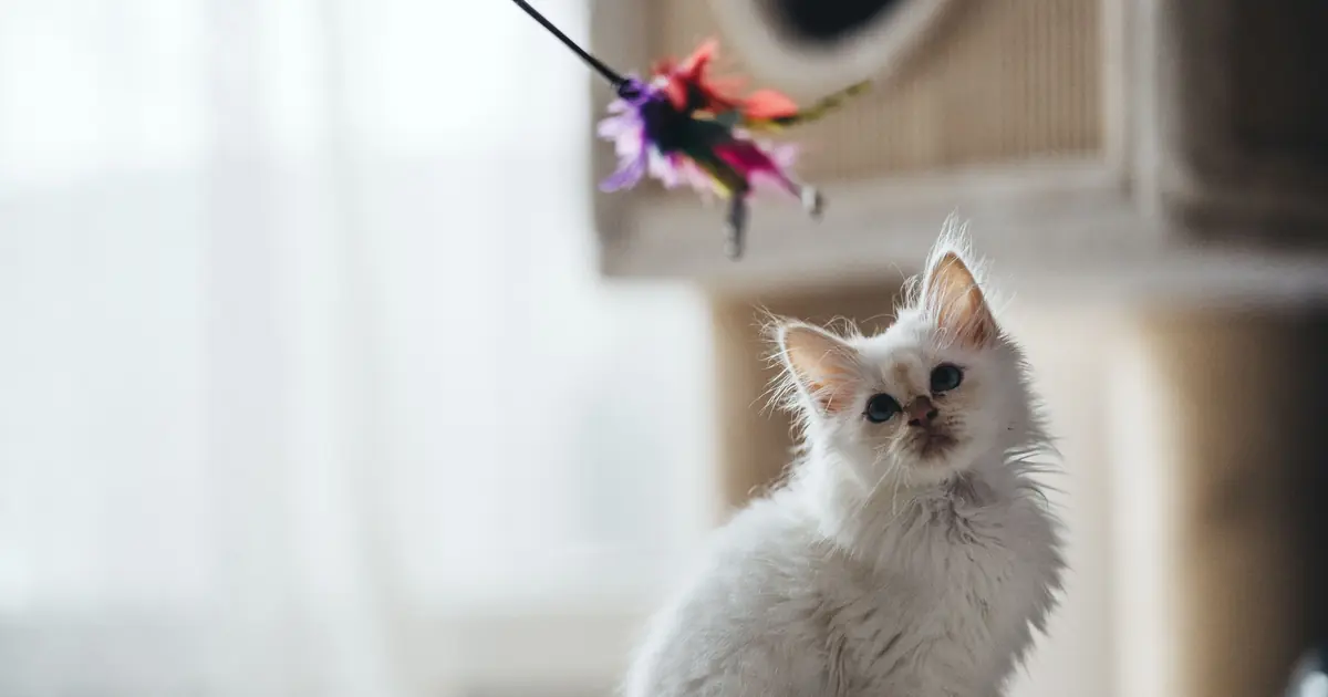 are birman cats hypoallergenic