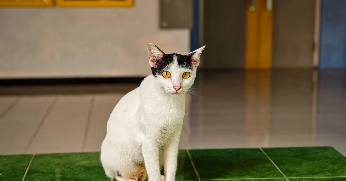 are white cats good luck
