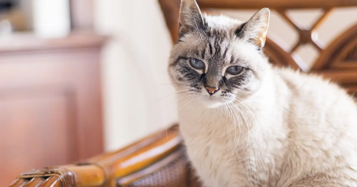 average lifespan of a siamese cat