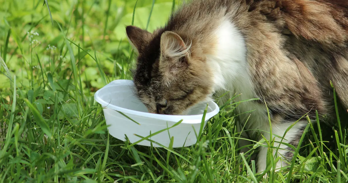 can cats be bulimic
