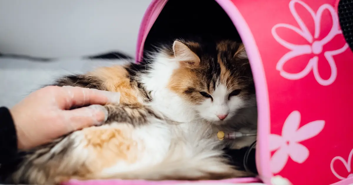 can cats be claustrophobic