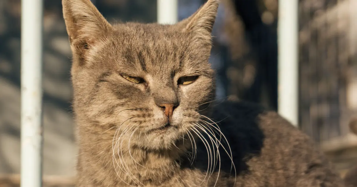 can cats be mute