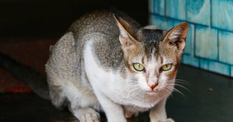 can cats walk backwards