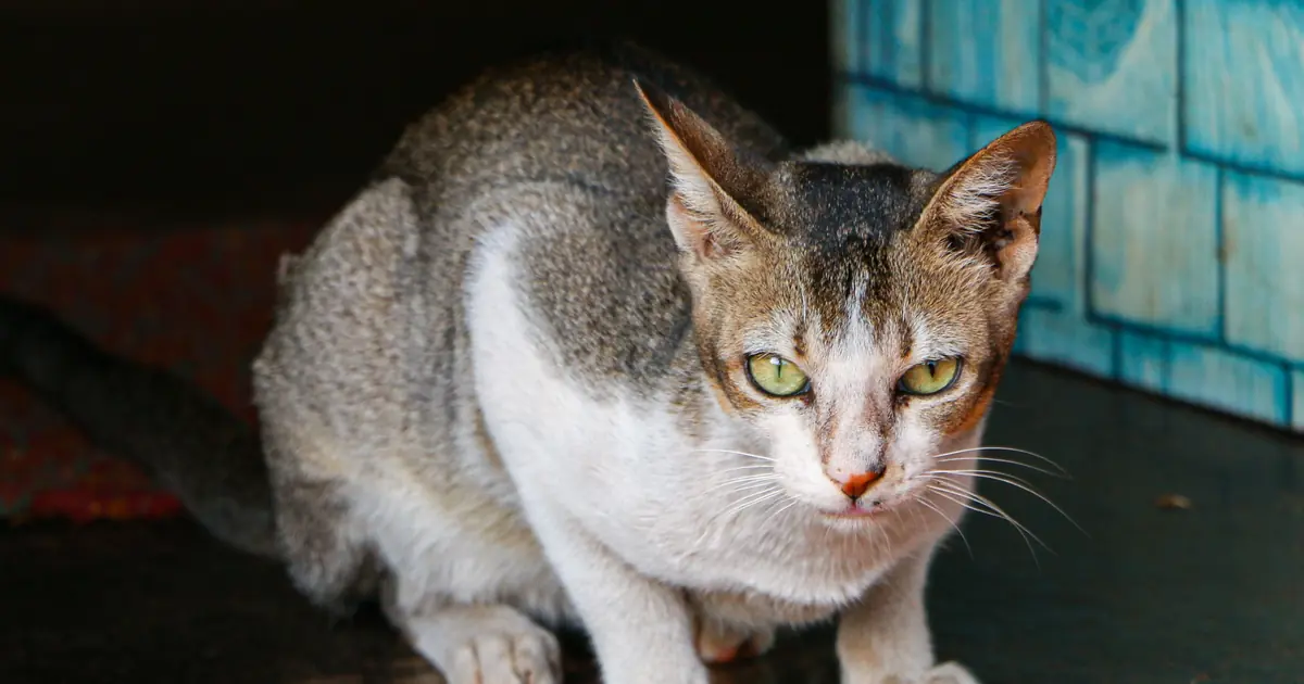 can cats walk backwards