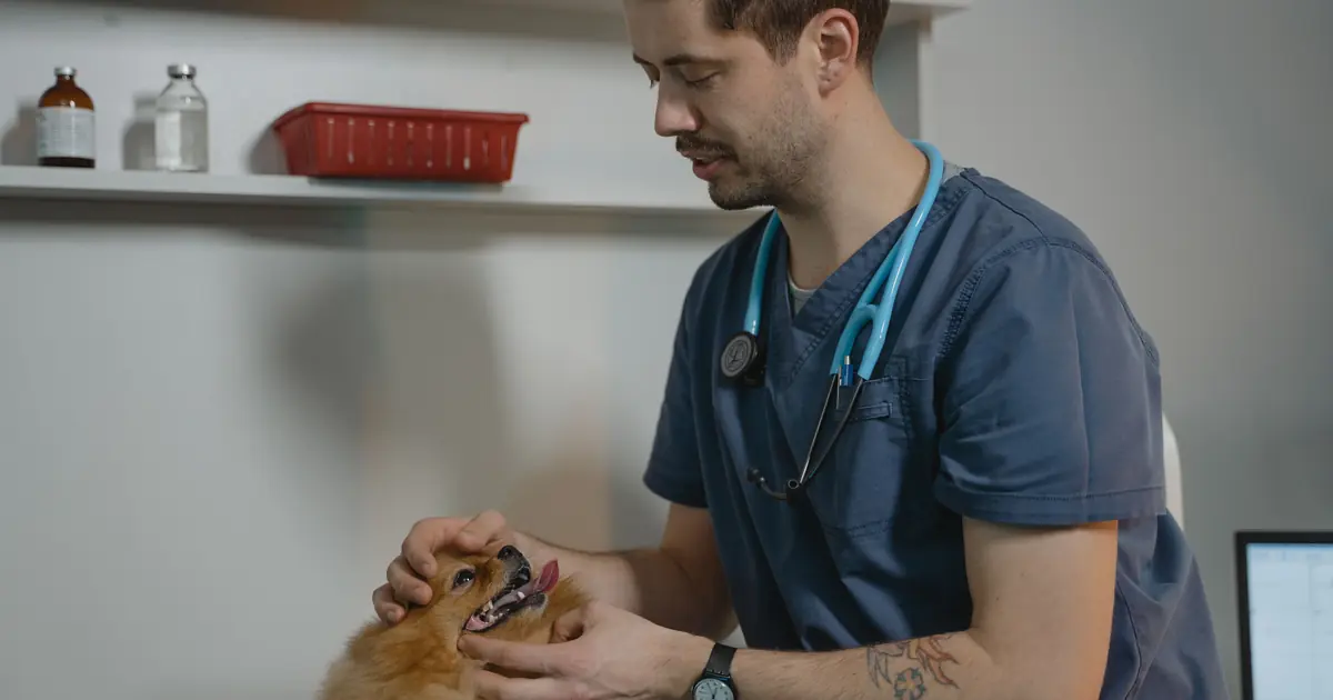 Vet examining a sneezing cat with runny nose during an upper respiratory infection checkup