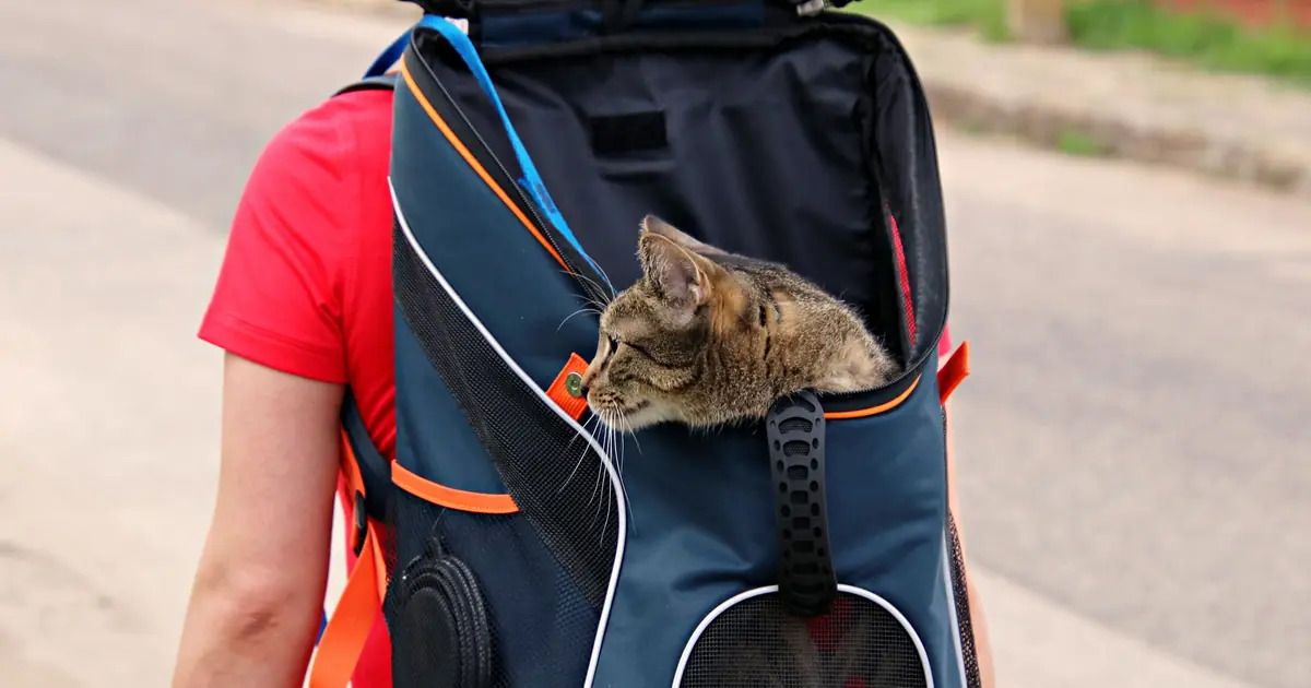 Cat in an airline-approved soft carrier that fits under an airplane seat