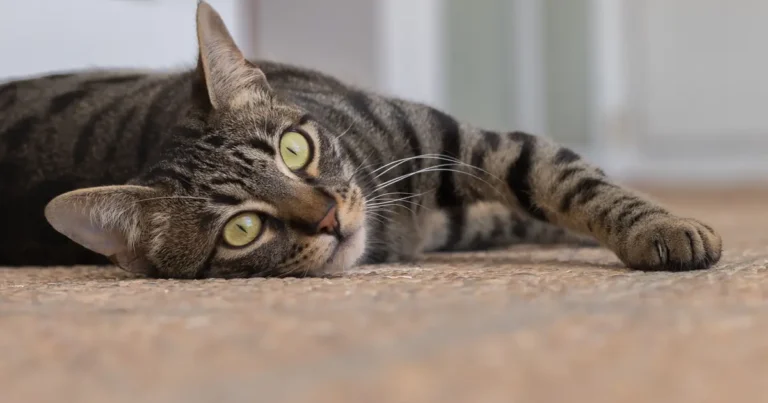 do cats like air conditioning