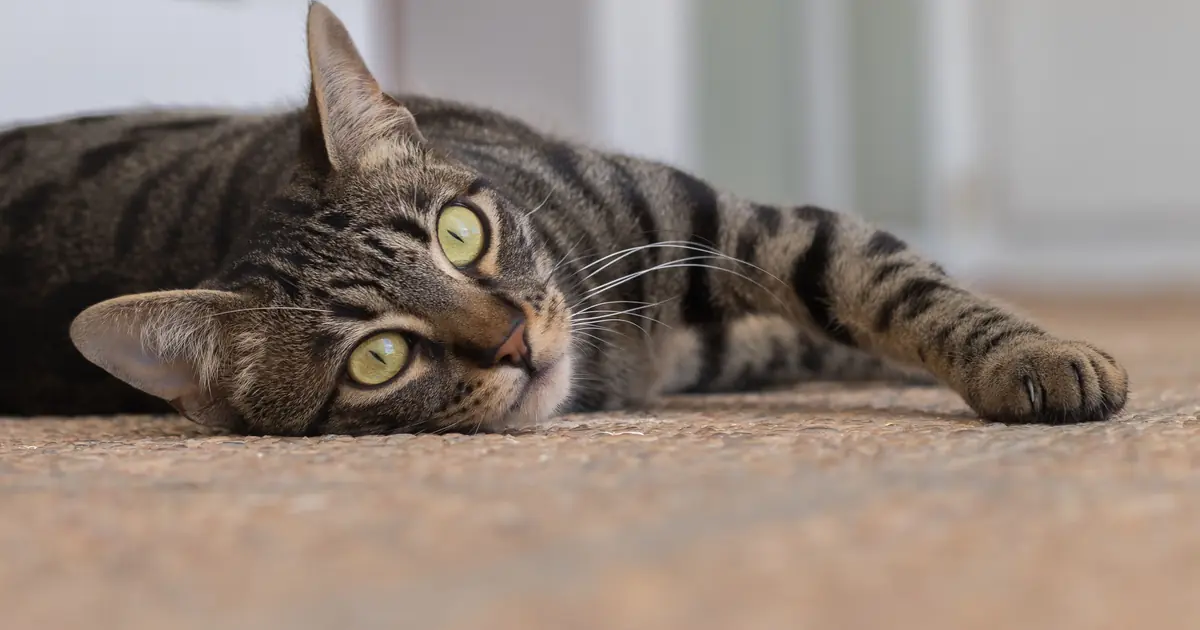 do cats like air conditioning
