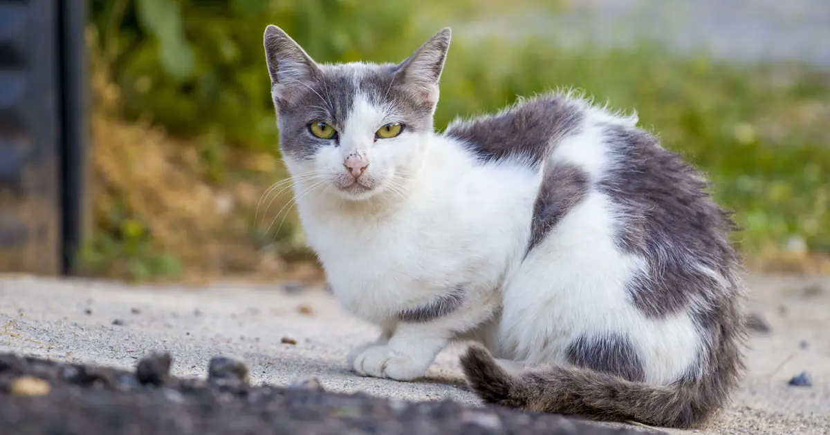 how do cats know how to get home