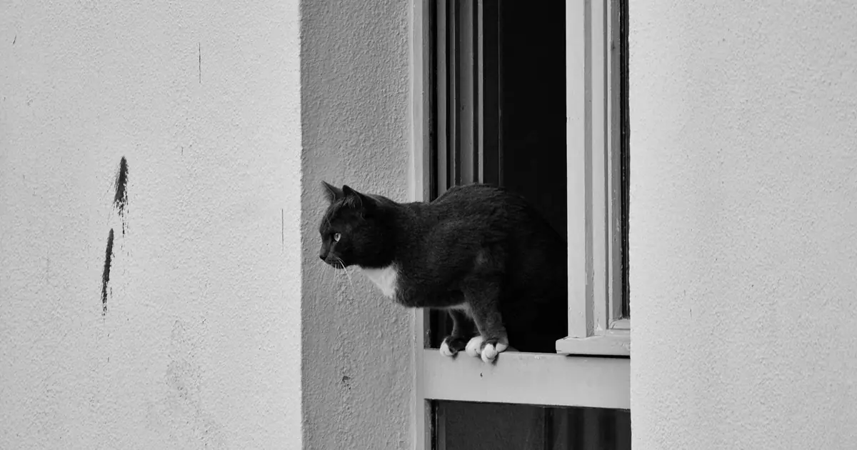 how do cats know what time it is