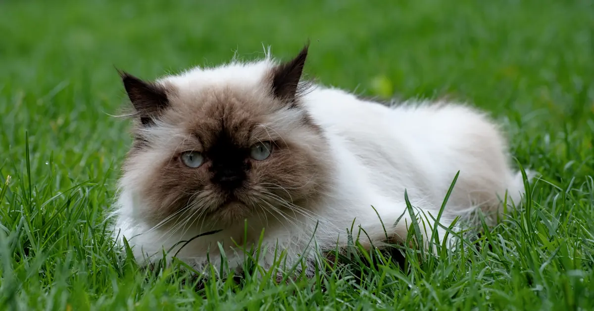 how much does a himalayan cat cost
