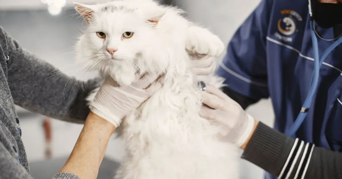 Vet examining a cat's skin for ringworm treatment