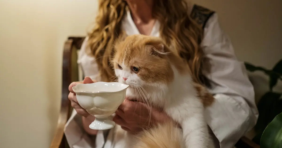 Close-up of a content cat kneading with both front paws on a soft surface