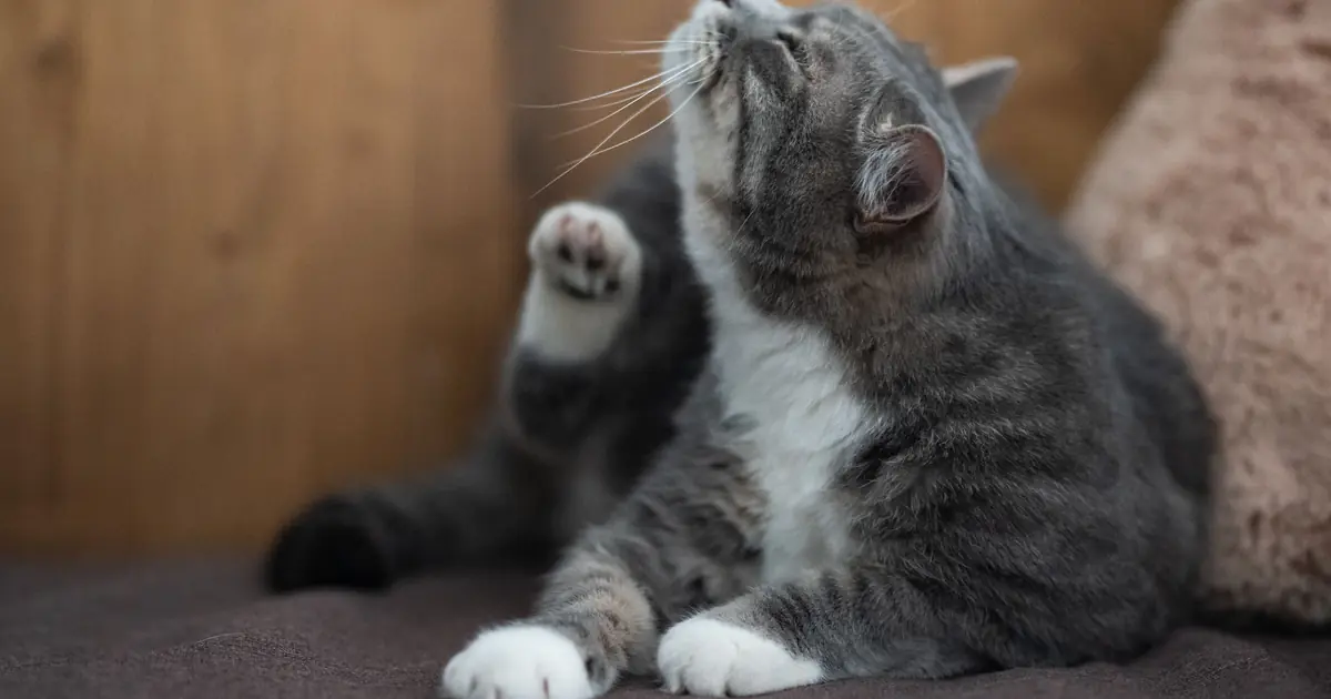 What a flea bite looks like on a cat with red bumps and scabs near the tail base