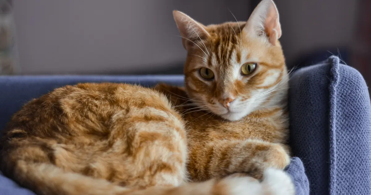 Cat with tail raised backed up to furniture showing cat spraying urine marking behavior
