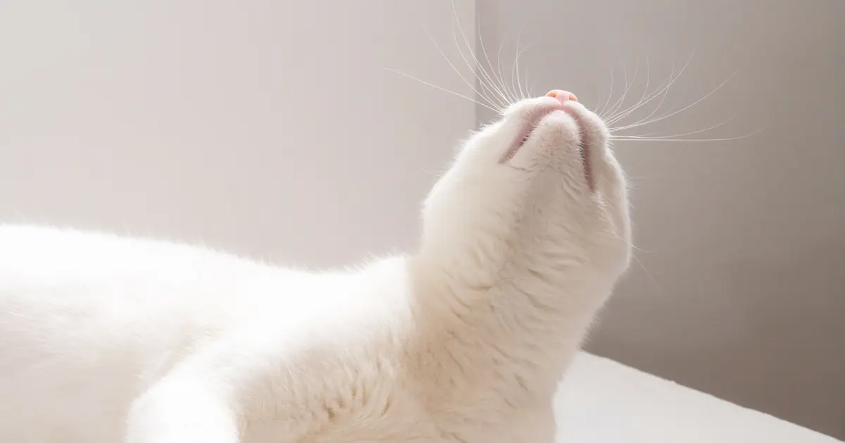 Cat standing by a wall indoors illustrating what cat spray and urine marking is