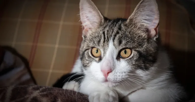 Worried cat parent watching an unwell cat, illustrating when to worry about cat vomiting