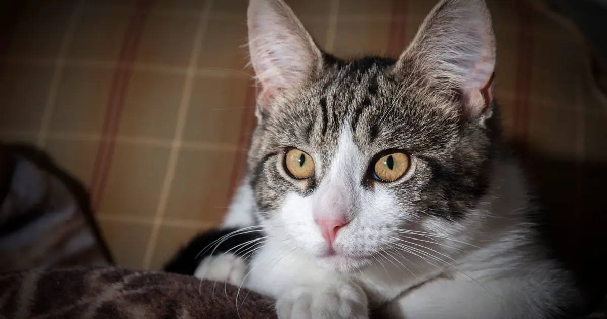 Worried cat parent watching an unwell cat, illustrating when to worry about cat vomiting