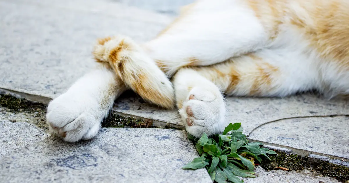 why do cats cross their paws
