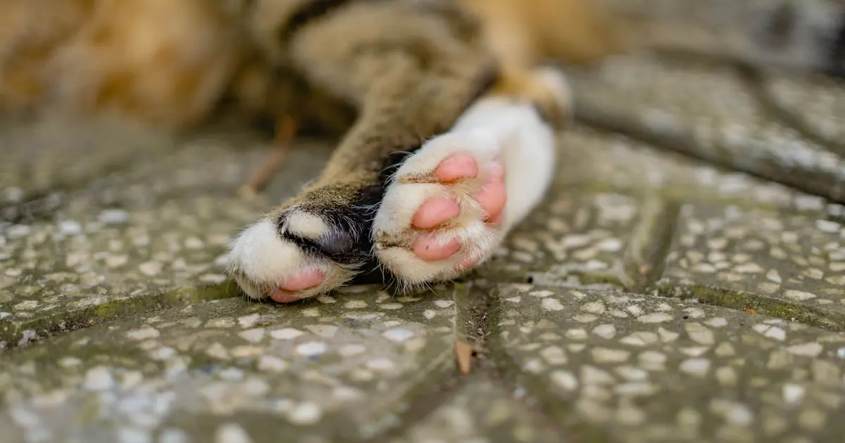 why do cats have webbed feet