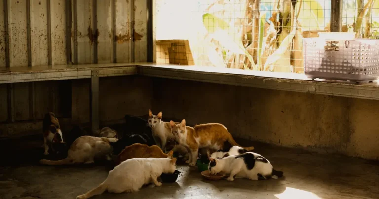 why do cats play with their food