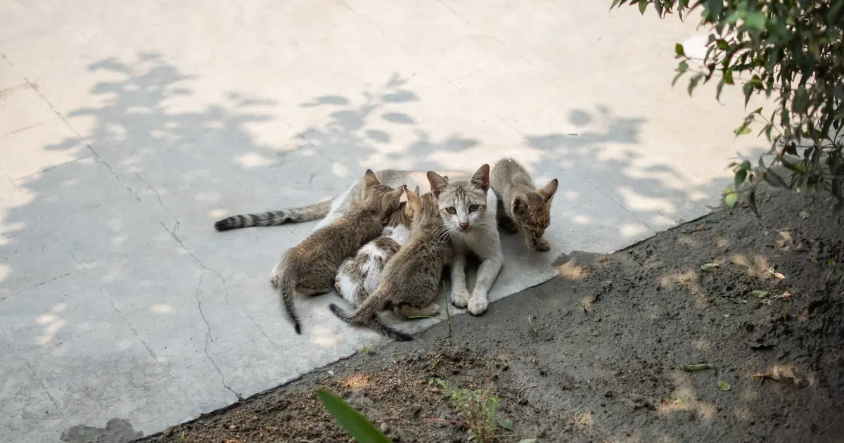 at what age do cats stop having kittens