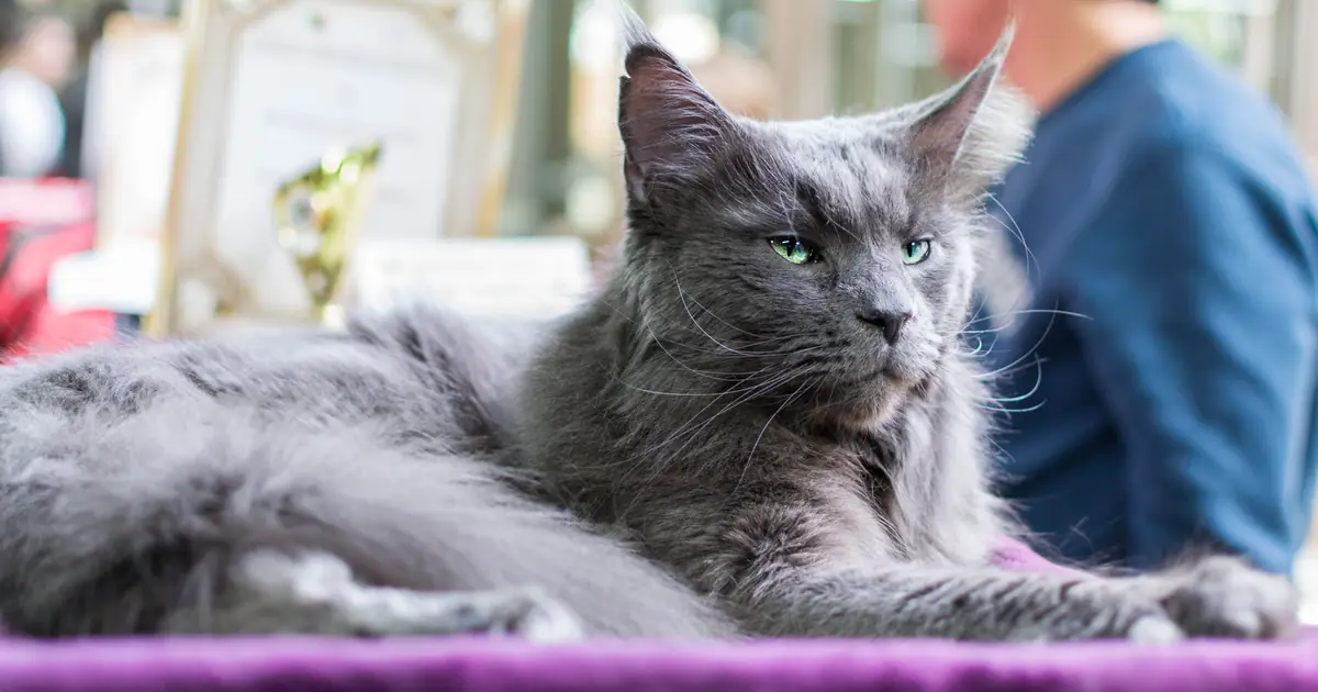 Big Maine Coon cat shown next to a person, illustrating the size of the largest cat breed